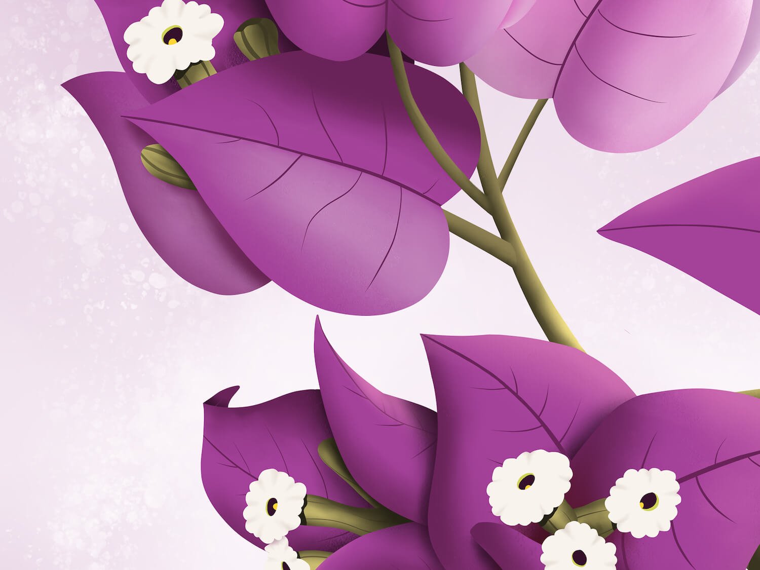 Bougainvillier / Ni onsèl kon vou - Kisnelko