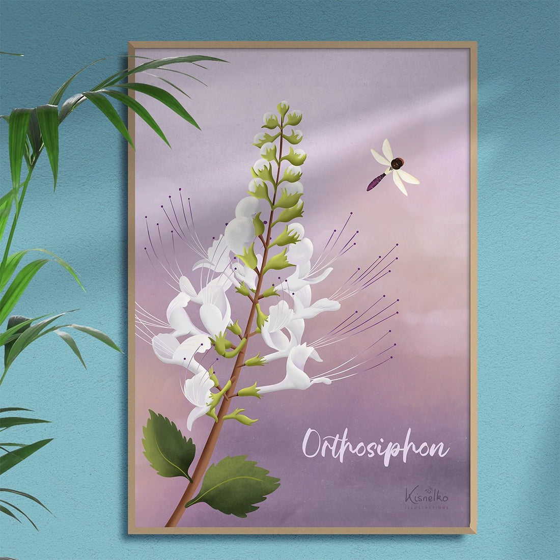 Orthosiphon / Fè douvan - Kisnelko